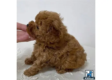 a poodle dog being petted